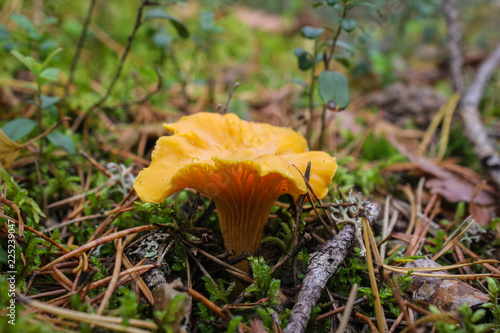 Cantharellus cibarius - edible mushroom. Fungus in the natural environment.