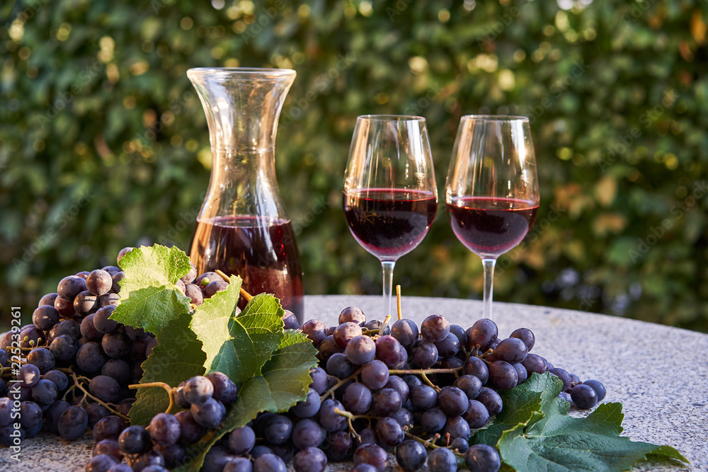 Close up Picture of the fresh picked riped red wine grapes with green leaves and two glasses and carafe of decanter with red wine in sunny summer evening light.
