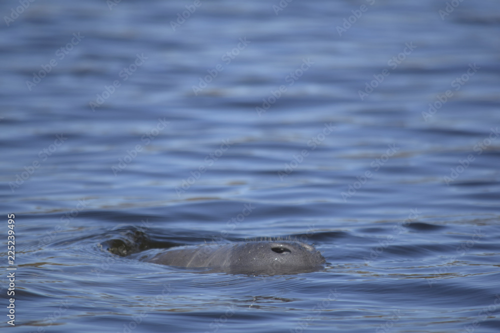 Naklejka premium Manatee nose