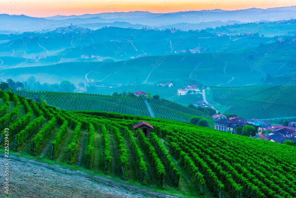 Vineyards in  the Province of Cuneo, Piedmont, Italy