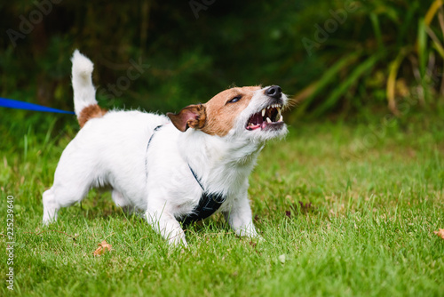 Fototapeta Naklejka Na Ścianę i Meble -  Angry dog aggressively barking and defending his  territory