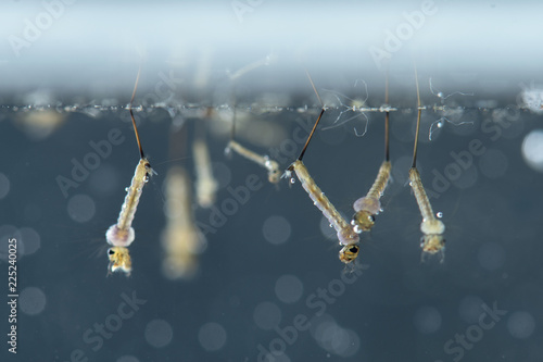 Mosquito larvae in underwater.  
