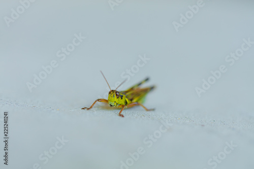 Grasshopper on Stone Macro Up Close