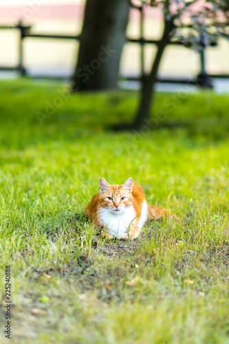 Red cat on the grass