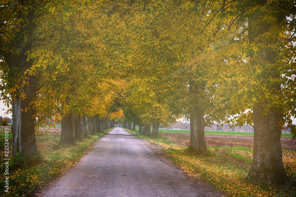 Naklejka premium Countryside road among the trees in autumn. Masuria, Poland. Analog style.