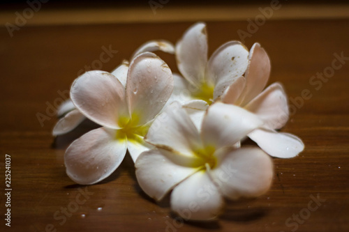 white flowers of plumeria on a wooden background