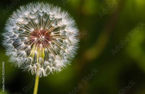Fototapeta Naklejka Na Ścianę i Meble -  Close-up of dandelion seed against a background