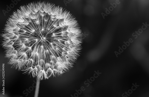 Close-up of dandelion seed against a background
