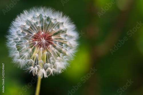 Fototapeta Naklejka Na Ścianę i Meble -  Close-up of dandelion seed against a background