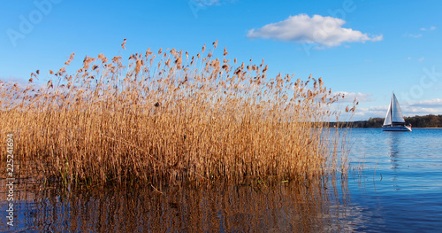 A saling boat and reed on a lake