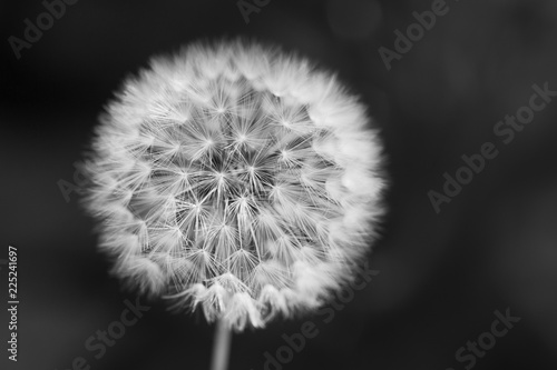 Close-up of dandelion seed against a background