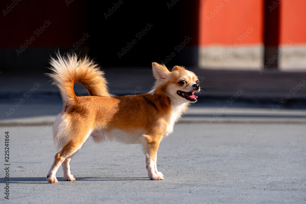 Chihuahua dog, a brown male