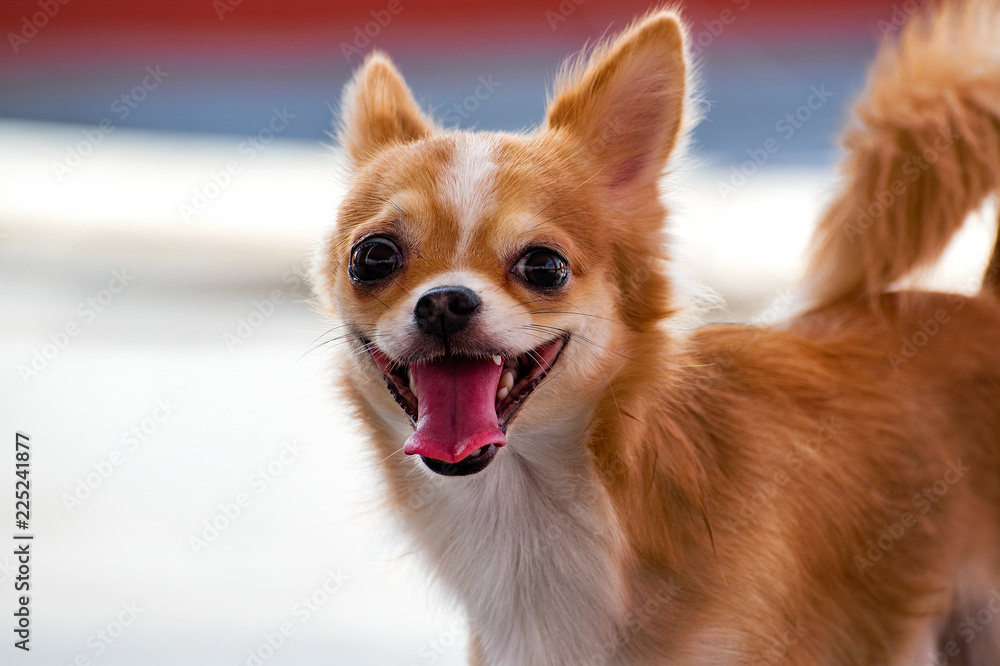 Male chihuahua dog brown hair.