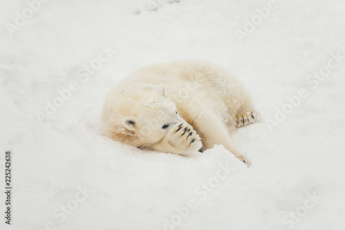 white polar bear in snow forest