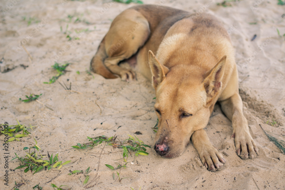 Fototapeta premium Dog lying on the beach in Nai Yang Beach Phuket Thailand
