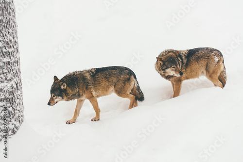 two Portrait of a wolf in snowy winter forest