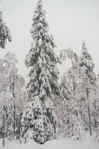 Winter Snow Forest at Finnish Saami Farm in Rovaniemi