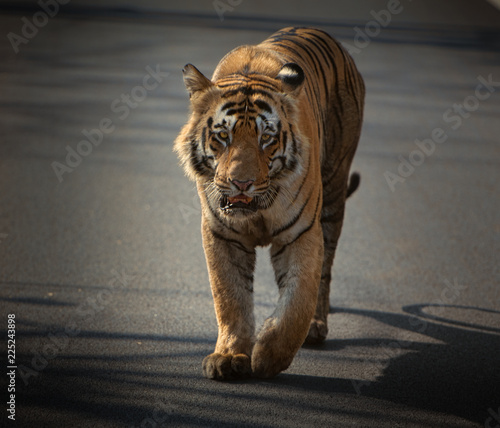 Matkasur  large male tiger from Tadoba National Park  India