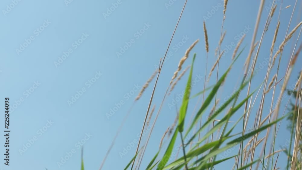 Meadow and sky Meadow and sky
