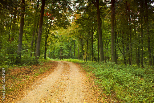 Winding road in a forest with brown color filter.