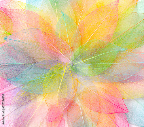 Colored leafs. Leaf texture pattern. Macro leaves background texture. Floral Design. Leaves. Rainbow colors. 