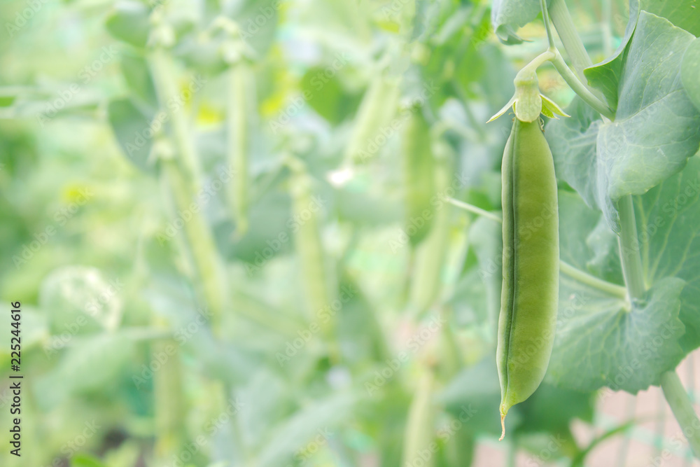 Green peas thickets in pods in a garden with space for text. Green peas thickets in pods in a garden with space for text.
