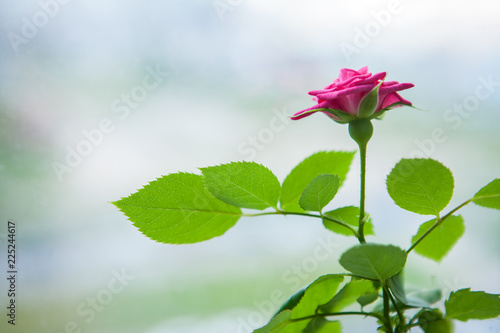 Red rose in garden in sunlights on blurry green natural background. Copy space.