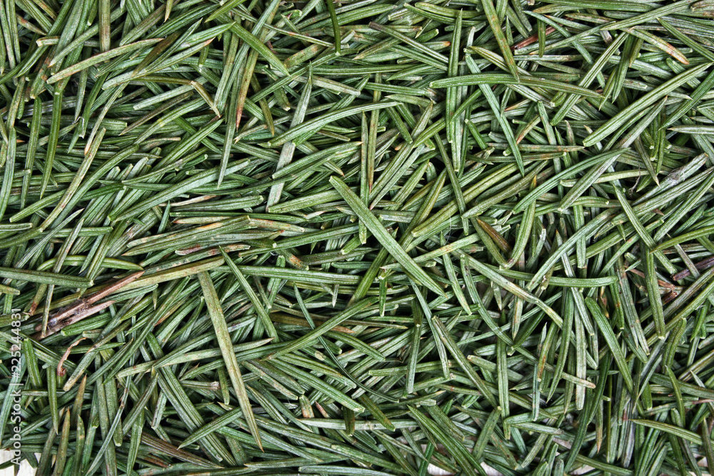 Detail of green spruce needles texture Detail of green spruce needles texture