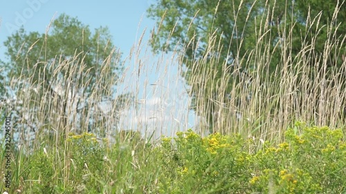 Meadow with flowers and trees