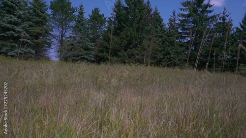 Meadow with Pine Trees