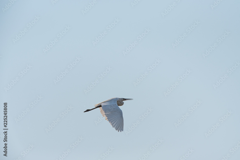 A little egret, medium-sized white bird, flies in the blue sky on a sunny day A little egret, medium-sized white bird, flies in the blue sky on a sunny day