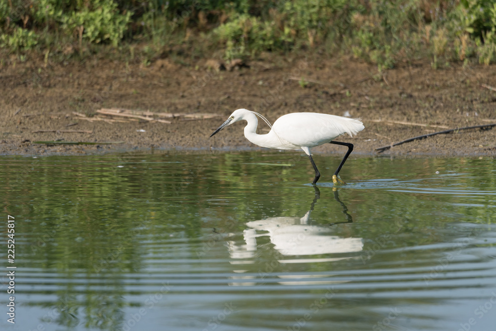 Fototapeta premium Portrait of Egretta Garzetta in water. medium color background