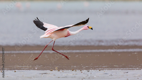 Bild auf Leinwand flamingo flying  in the Bolivian Altiplano lagoon