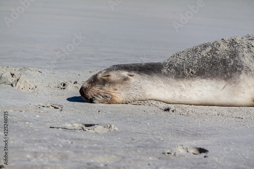 Close of sea lion