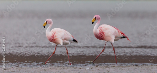 flamingo group in the Bolivian Altiplano lagoon photo