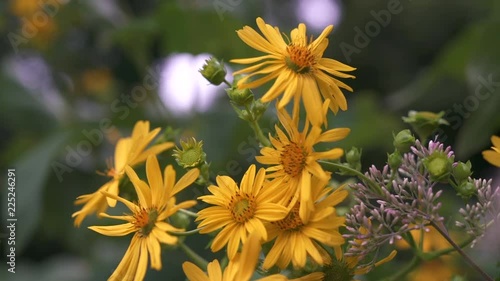 Yellow-Orange Flowers