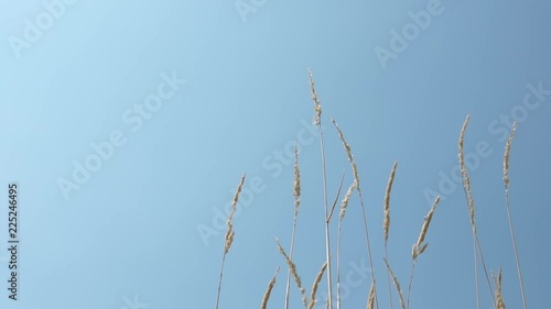 Wheat in Blue Sky