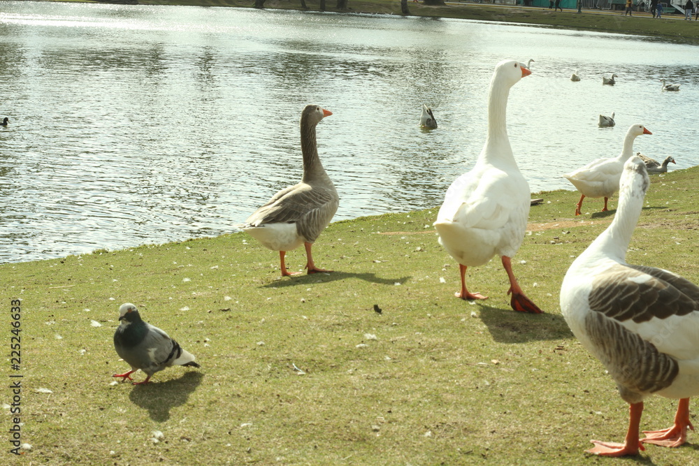 Patos en Palermo