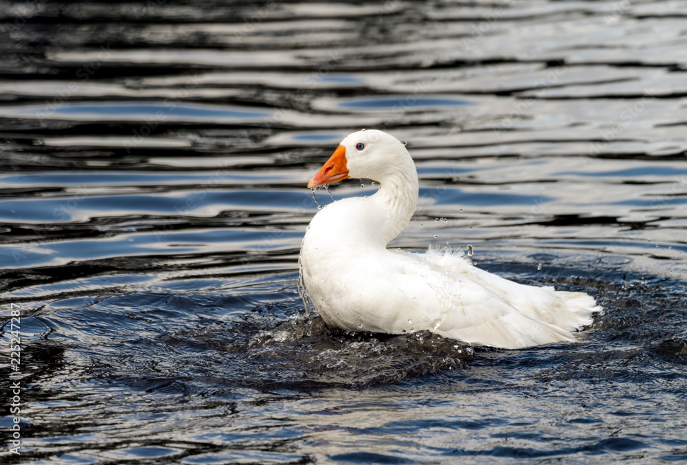 Beautiful snow goose swimming