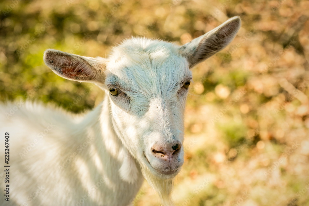 Obraz premium Portrait of cute white goat with yellow eyes on a sunny fall day in a pasture in a shadow, blurry brown and green background, warm colors, farm animal