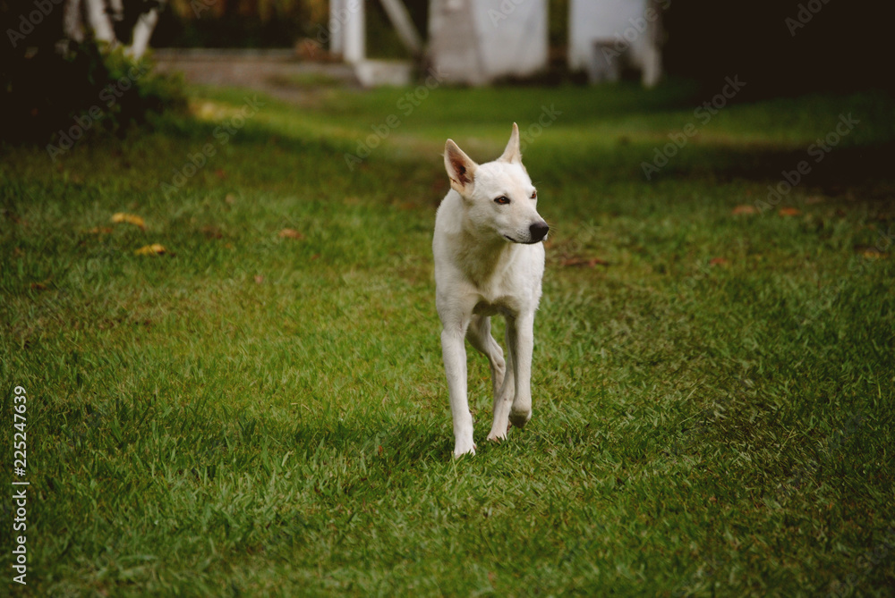 A white dog walking in the grass