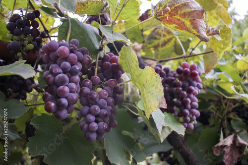 Wallpaper Mural Vineyards at sunset in autumn harvest. Ripe grapes in fall. Torontodigital.ca