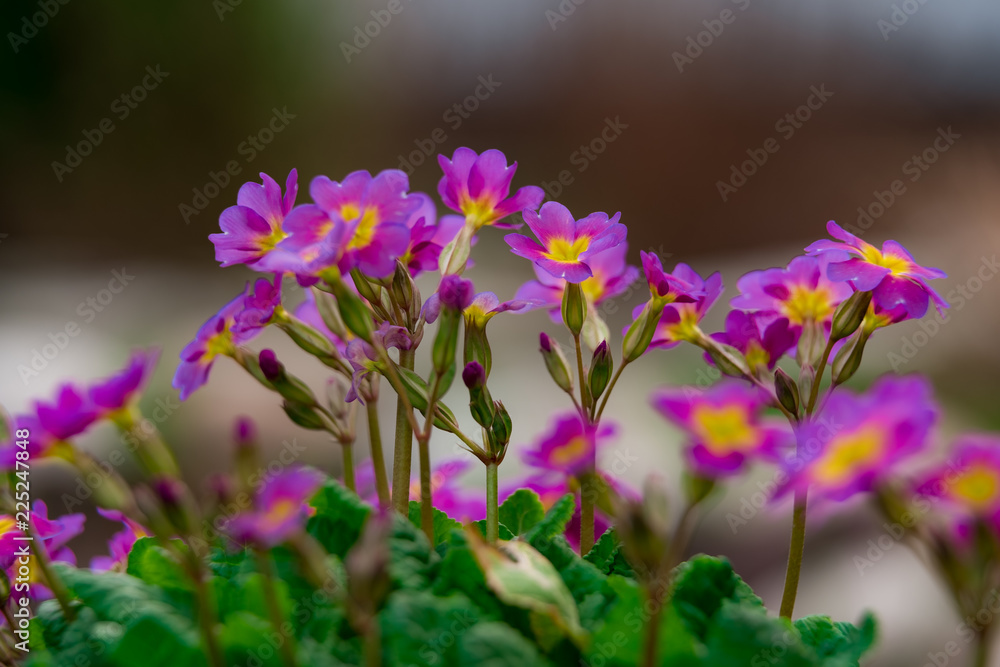 Purple flowers close up, in hanging basket Purple flowers close up, in hanging basket