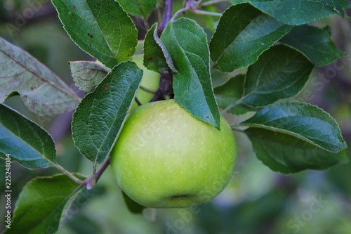 Green colored apple growing on a tree in the orchard