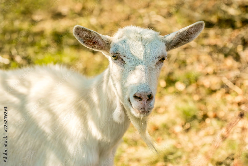 Portrait of cute happy white goat with yellow eyes standing in a shadow on a sunny fall day in a pasture, blurry brown and green background, warm colors, farm animal Portrait of cute happy white goat with yellow eyes standing in a shadow on a sunny fall day in a pasture, blurry brown and green background, warm colors, farm animal