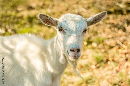 Portrait of cute happy white goat with yellow eyes standing in a shadow on a sunny fall day in a pasture, blurry brown and green background, warm colors, farm animal