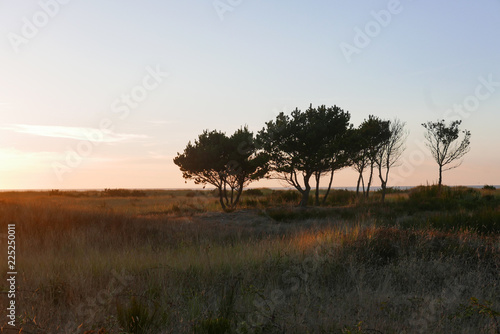 Coastal view of trees and grasses silhouetted aginst the sky and ocean at dusk