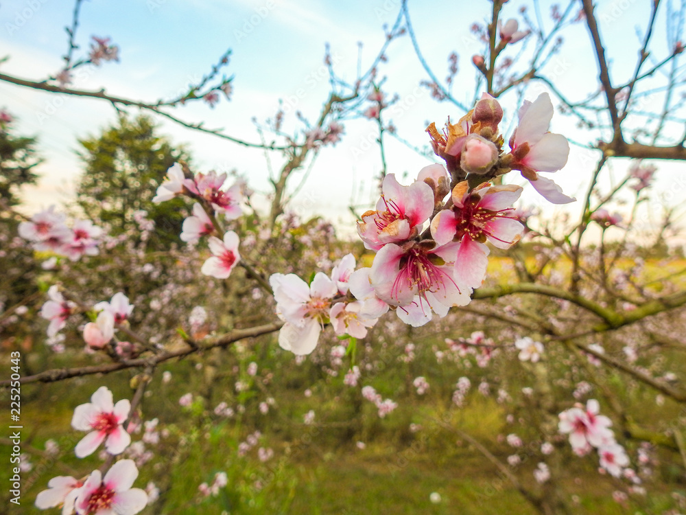 Fototapeta premium Peach flowers