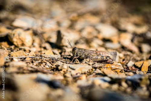 Small brown and red locust, Calliptamus italicus, sitting on stony ground, on a sunny steppe, autumn day, blurred foreground and background