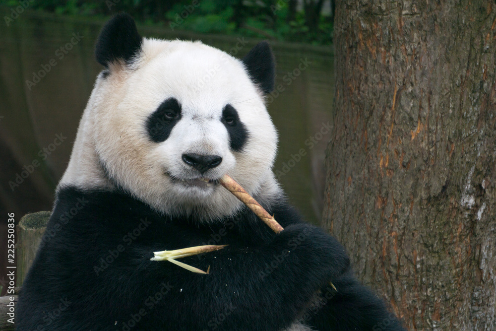 Giant Panda, Ailuropoda melanoleuca Giant Panda, Ailuropoda melanoleuca